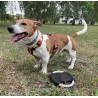 Frisbee dla psa RINGO
